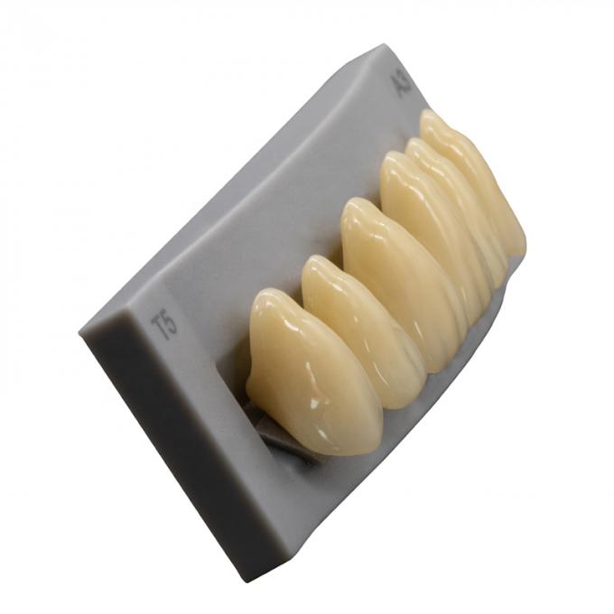 High Durability Artificial Acrylic Teeth VITA High Stain Impact Resistance Heraeus Form 1