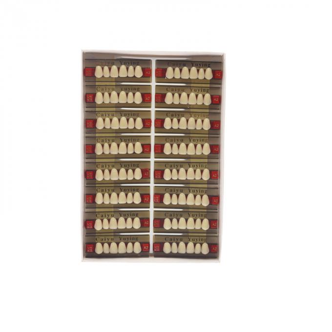 Easy to Use Dental Acrylic Resin Teeth with High Stain Resistance 2
