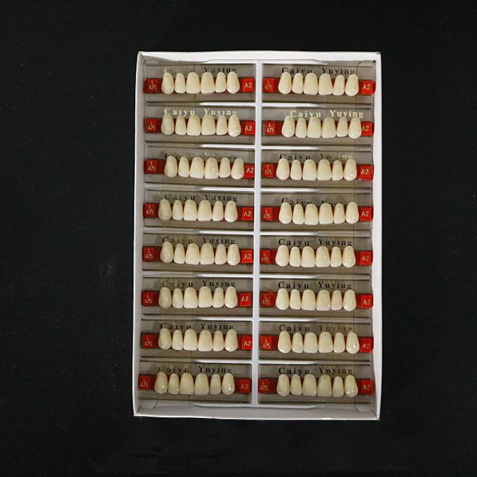 Easy to Use Dental Acrylic Resin Teeth with High Stain Resistance 3