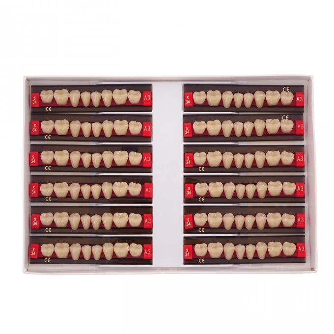 High Durability Acrylic Resin Composite Dental Teeth 2