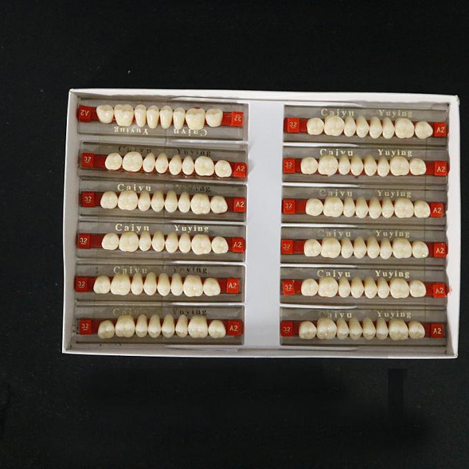 VITA System False Dental Teeth with Heraeus Teeth Form 1 Easy to Use 1