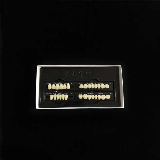 Acrylic Synthetic Polymer Resin Teeth Two Layers Dental Composite False Teeth 1