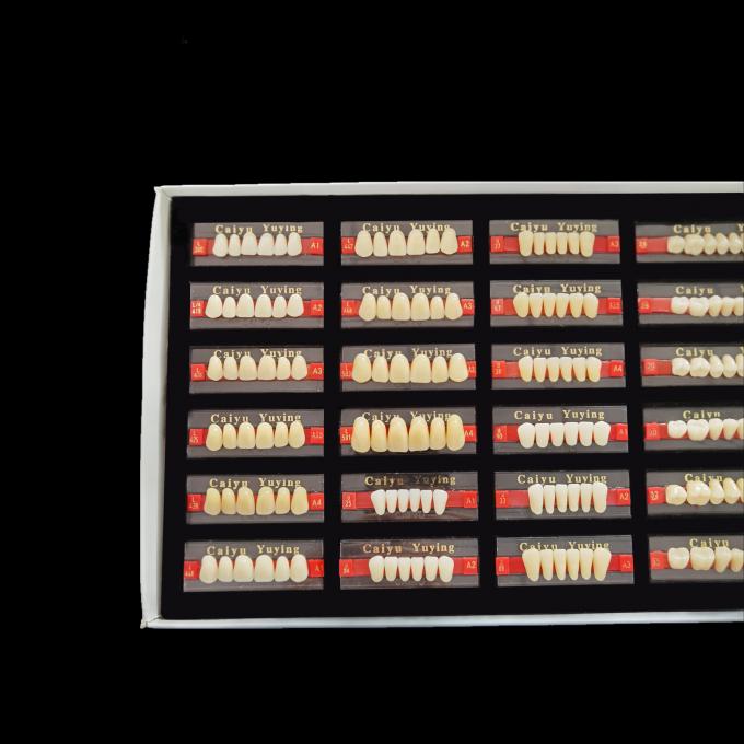 Two Layers Dental Acrylic Resin Teeth Polymer Form 1 Heraeus Composite Denture 1