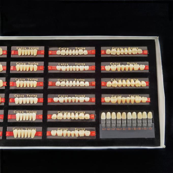 Two Layers Dental Acrylic Resin Teeth Polymer Form 1 Heraeus Composite Denture 2