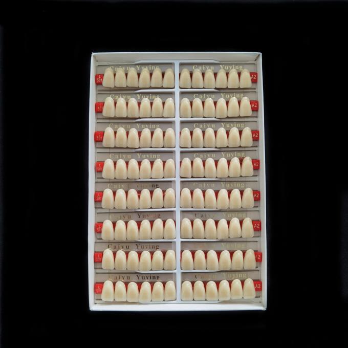 High Strength Dental Artificial Acrylic Resin Composite Teeth Long Lasting Stain Resistance 1