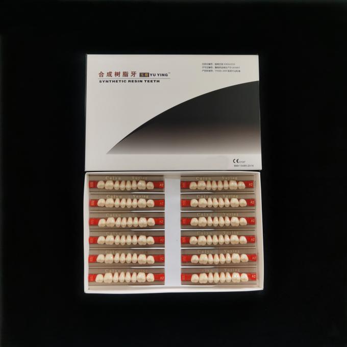 CE ISO High Durability Dental Acrylic Resin Teeth Dentadura Posteriors Upper (8x1)x12 36# Manufacturer 2