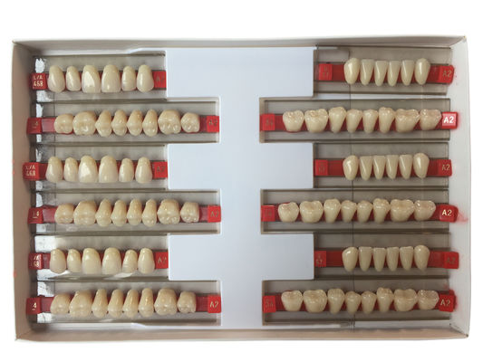 Fake Resin Teeth Composite Resin Denture Teeth Top Hard  3 Layers