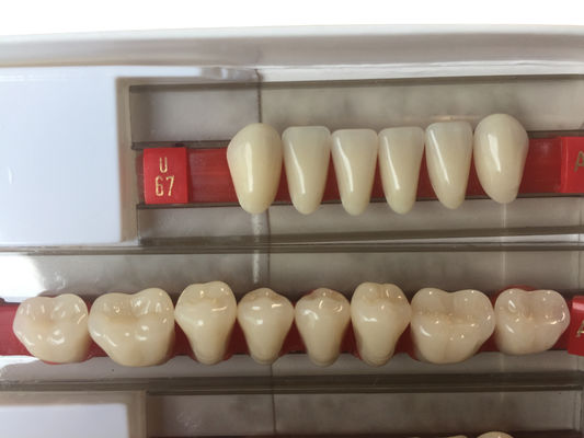 Fake Resin Teeth Composite Resin Denture Teeth Top Hard  3 Layers