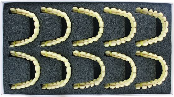 Fake Resin Teeth Composite Resin Denture Teeth Top Hard  3 Layers