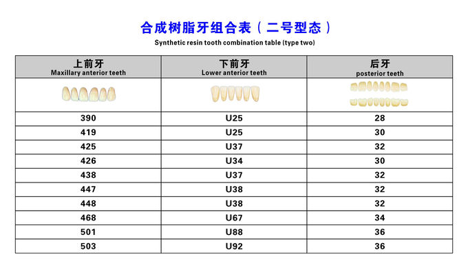Fake Resin Teeth Composite Resin Denture Teeth Top Hard  3 Layers 1