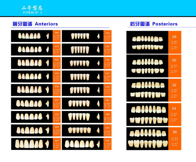 Fake Resin Teeth Composite Resin Denture Teeth Top Hard  3 Layers 0