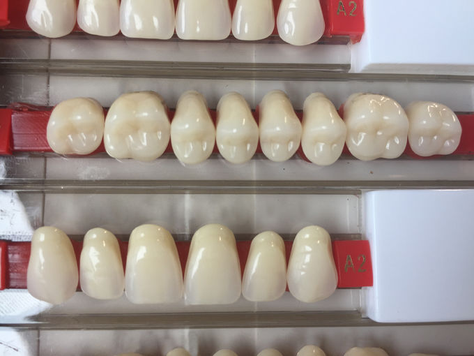 High Strength Artificial Dental Acrylic Resin Teeth With High Biocompatibility 4